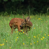 Roe deer